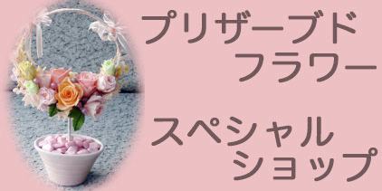 �v���U�[�u�h�t�����[�@�����Ȃ�X�^�W�IHiro�i�ԉ� �����j